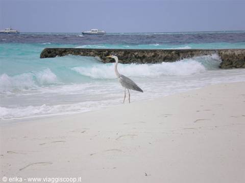 Grey heron standing on white sand beach, turquoise waves and boats on horizon