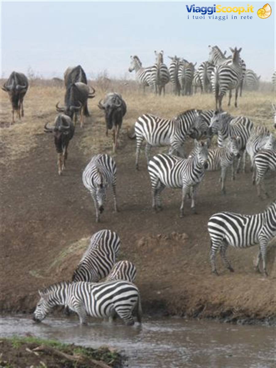 Ngorongoro Reserve