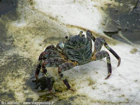 Striped-legged crab standing on wet algae-covered rock