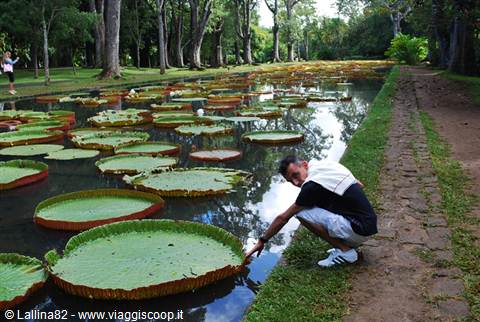 Tourist touching giant Victoria water lily pads at Pamplemousses botanical garden
