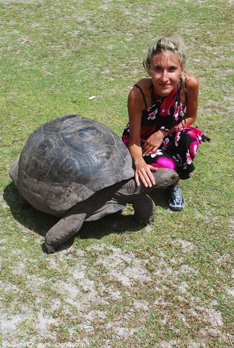 Woman crouching pets a giant tortoise on sunlit grass