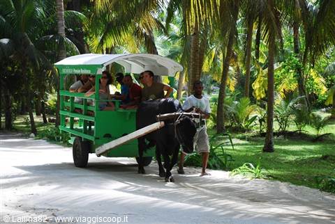 Tourists on a green ox cart riding a sandy road among palm trees