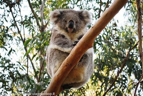Koala resting on a eucalyptus branch among green leaves