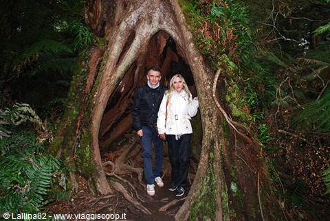 Couple standing inside the hollow trunk of a giant forest tree