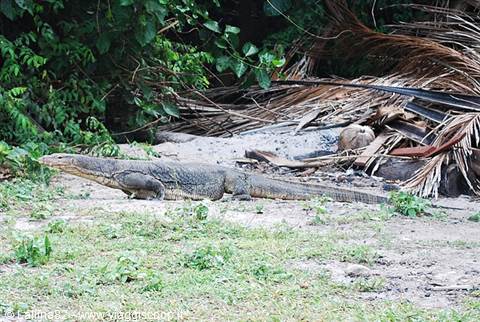 Large monitor lizard walks on grass among dry palm fronds