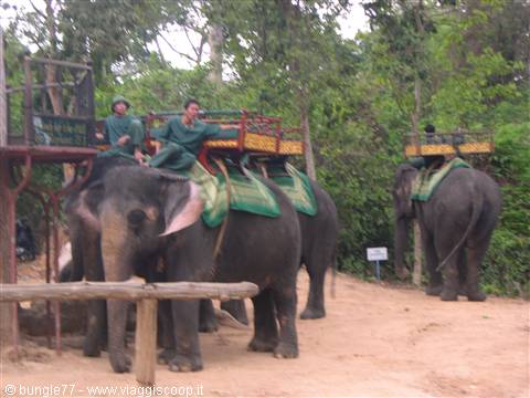 17 - Angkor - Phnom Bakheng - Elephants