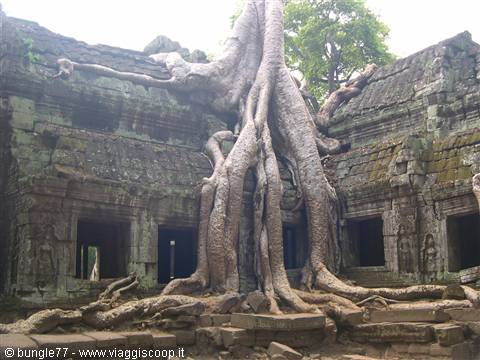 19 - Angkor - Ta Phrom - Trees