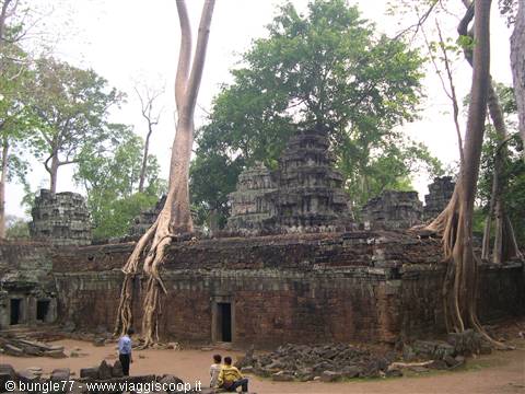 19 - Angkor - Ta Phrom - Trees 3
