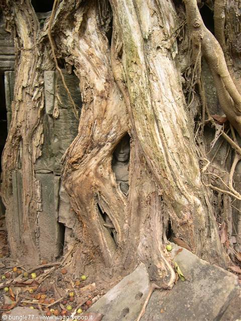 19 - Angkor - Ta Phrom - Ghost
