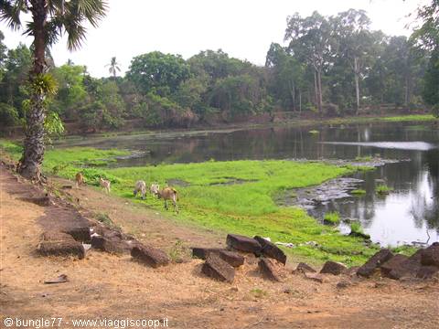 20 - Roulos - Bakong - Moat