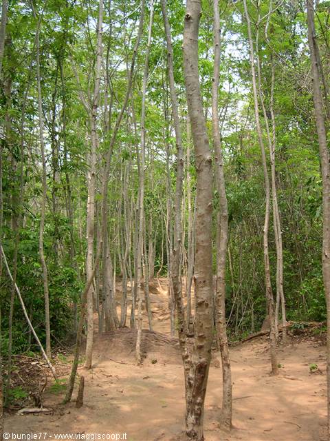 22 - Kbal Spean - jungle
