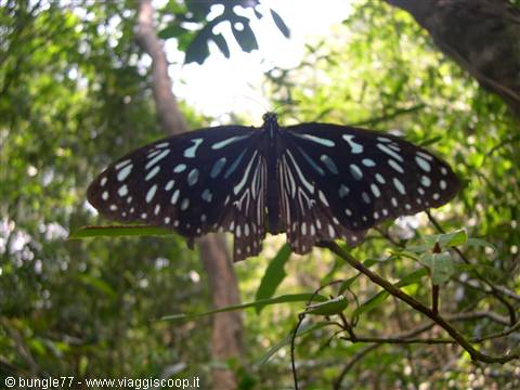 22 - Kbal Spean - Butterfly