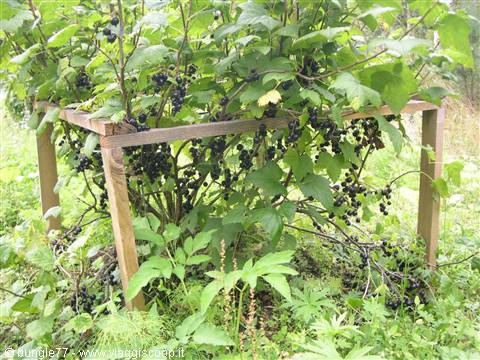 Blackcurrant bush with dark clusters, supported by wooden frame, in a garden
