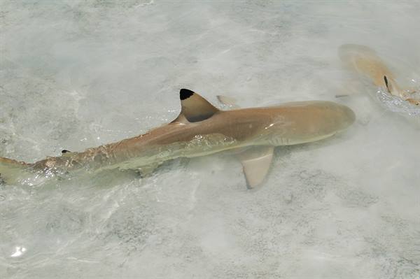 The sharks of Rangiroa