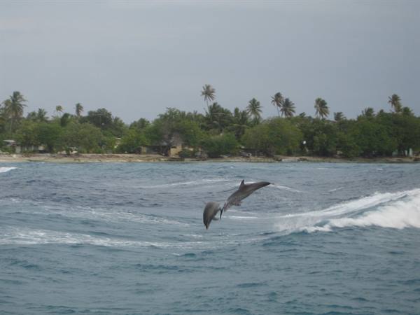 The dolphins in the pass of Rangiroa