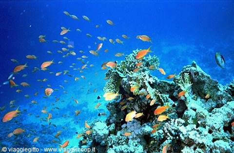 Snorkeling in Hurghada