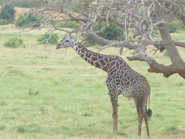 Giraffe standing under a bare tree on grassy savanna