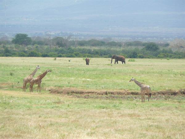 Three giraffes and an elephant graze on the grassy Amboseli savanna