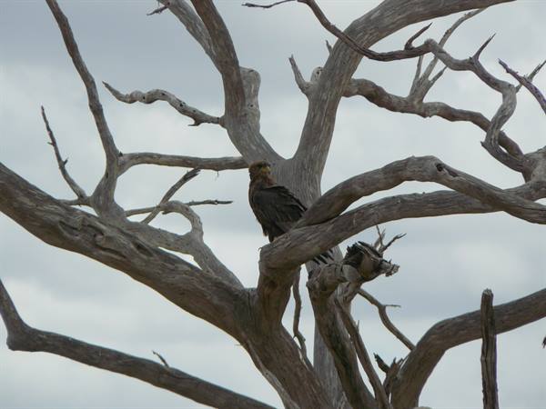 A brown raptor perched on a bare branch of a dead tree, grey sky