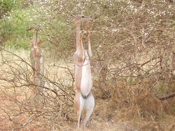 Gerenuks standing on hind legs browse thorny branches among dry bushes