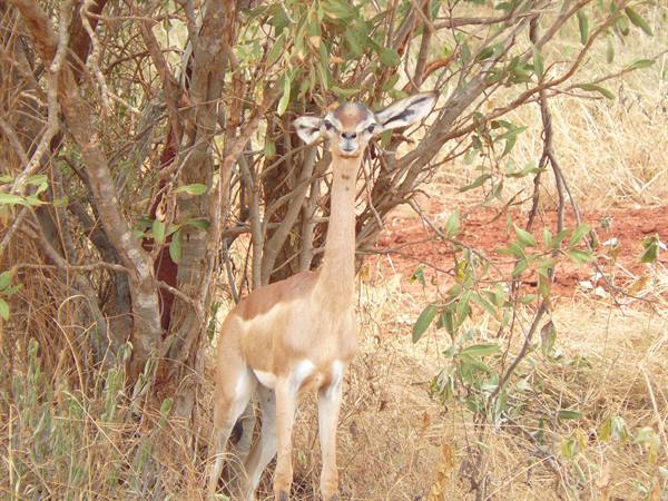 Gerenuk standing among dry bushes on red soil