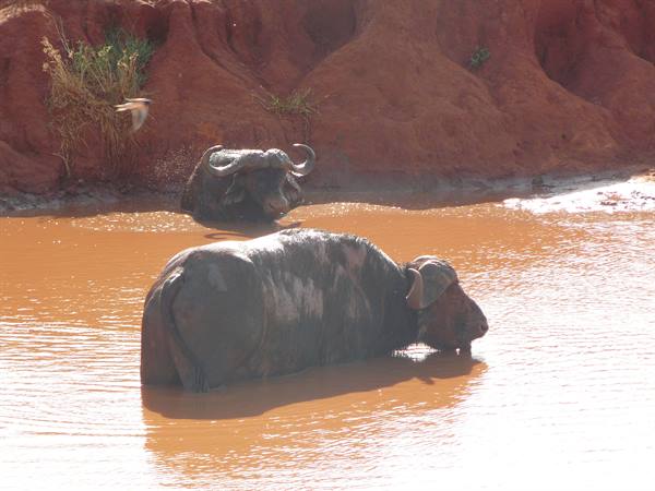 Two buffaloes wallowing in red mud, one looking toward the bank