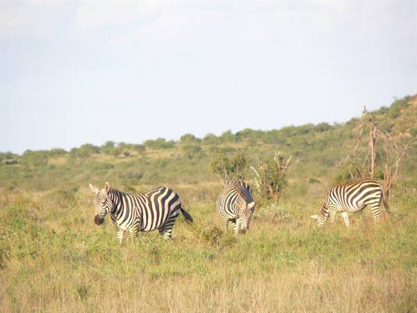 Three zebras grazing among dry grass and bushes in the savannah