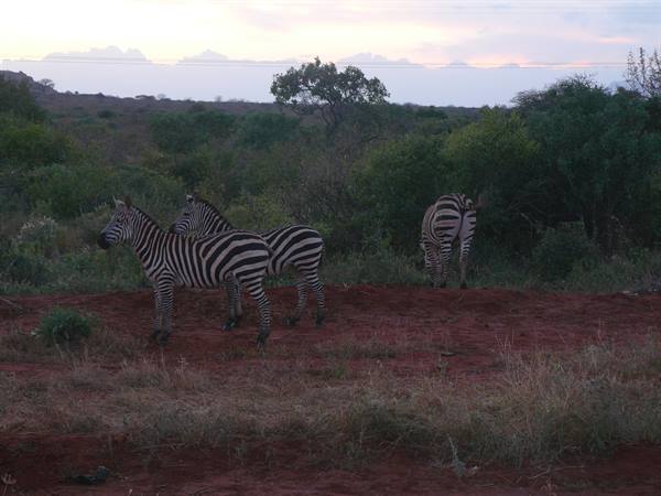 Three zebras on red soil among green bushes in evening light