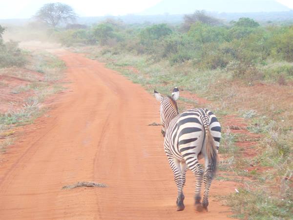 Zebra walking on red dirt road among bushes, hazy light