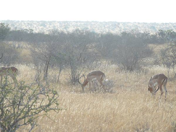 Impalas grazing among dry bushes in the savanna