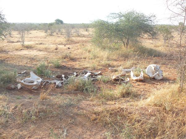 elephant carcass