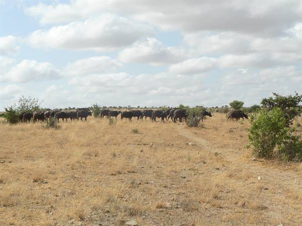 Herd of buffalo among bushes on dry savanna under white clouds