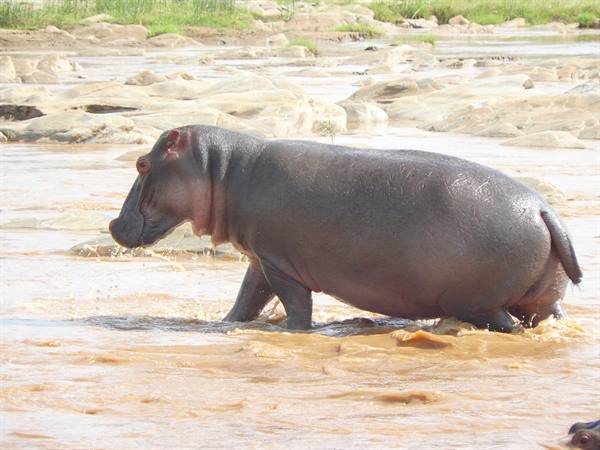 Hippopotamus wading through a muddy river among rocks and sand
