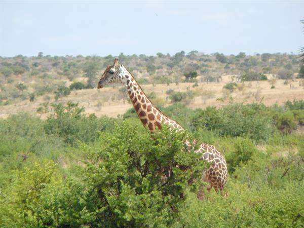 Giraffe among green bushes on the savanna, clear sky