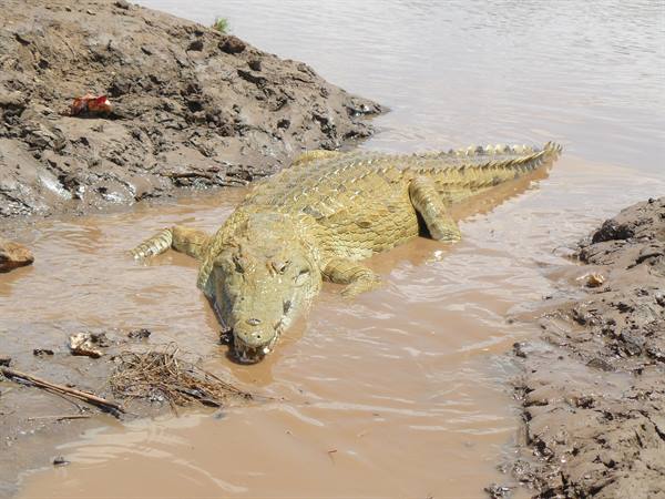 Crocodile on brown mud between muddy riverbank and turbid water