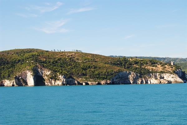 Rocky cliff covered with pine trees above turquoise sea under clear sky