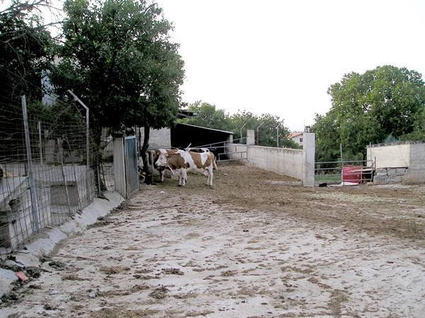 Spotted cows near the barn fence in the dirt farmyard