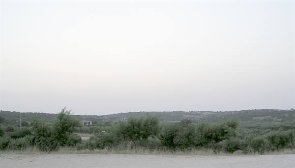 Shrubs and Mediterranean scrub on low hills under a pale sky