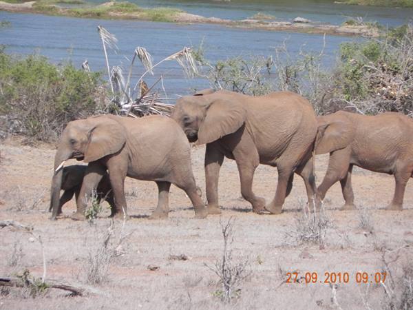 Safari Tsavo East
