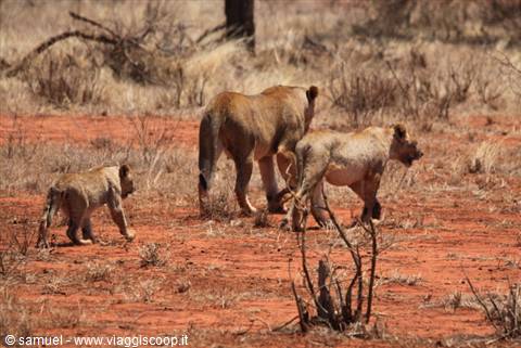 lionesses ngutuni lodge