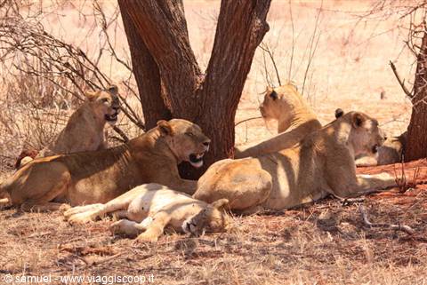 lionesses ngutuni