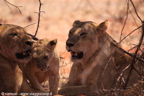 lionesses ngutuni