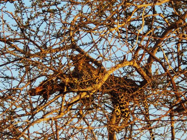 incredible leopard