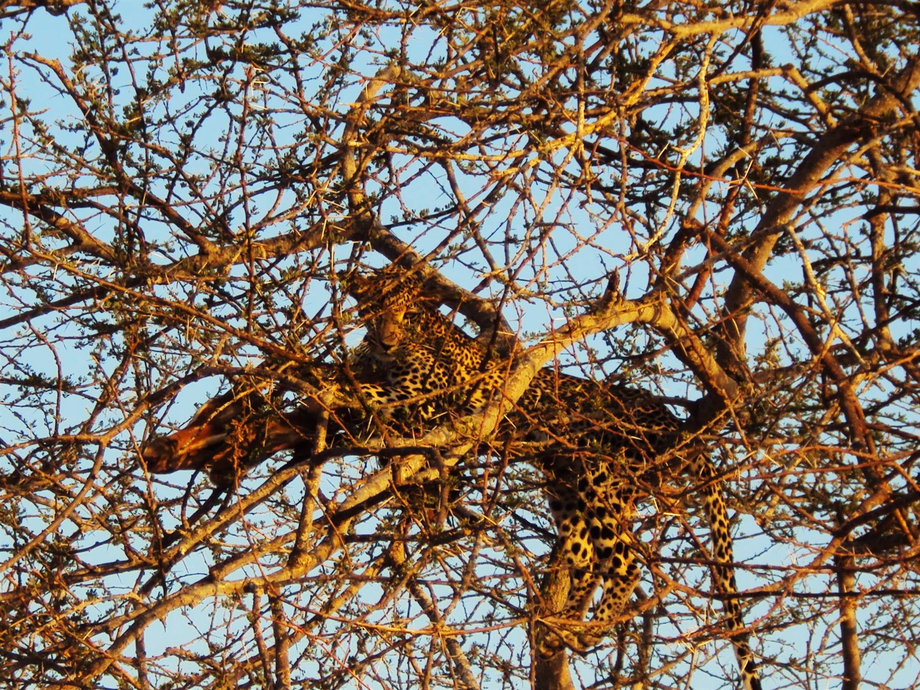 incredible leopard