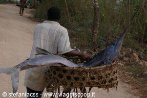 swordfish