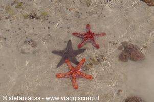 starfish