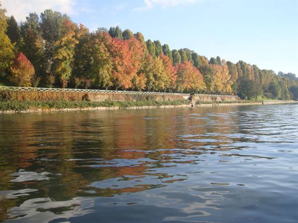 Maples on the Po