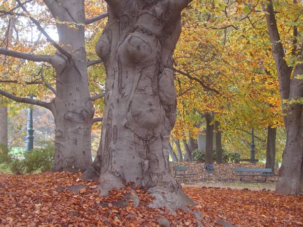 Beeches, cycle path on the Po