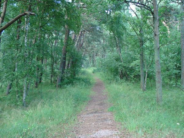Dirt path winding between pines and birches in a green forest