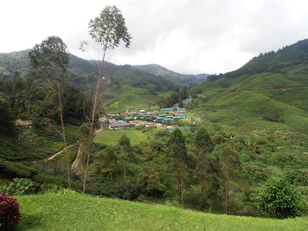 tea plantations in Cameron Highlands, Malaysia